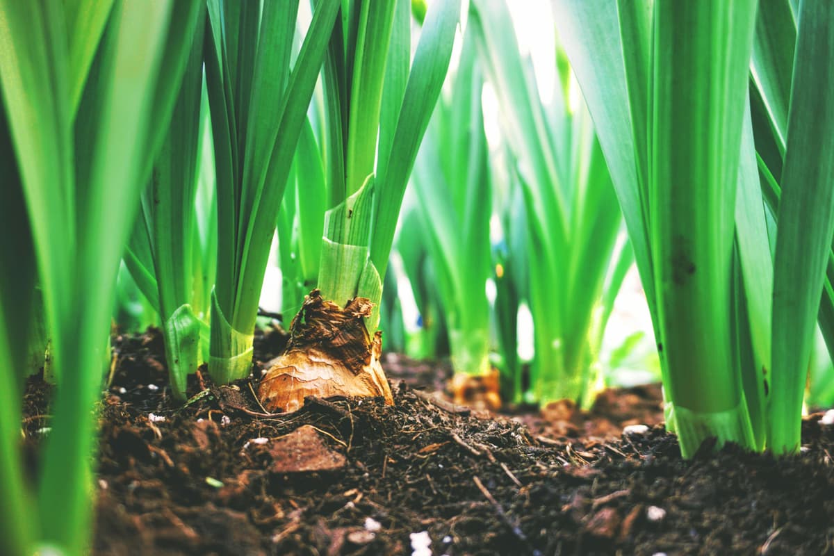 Sustainable Development